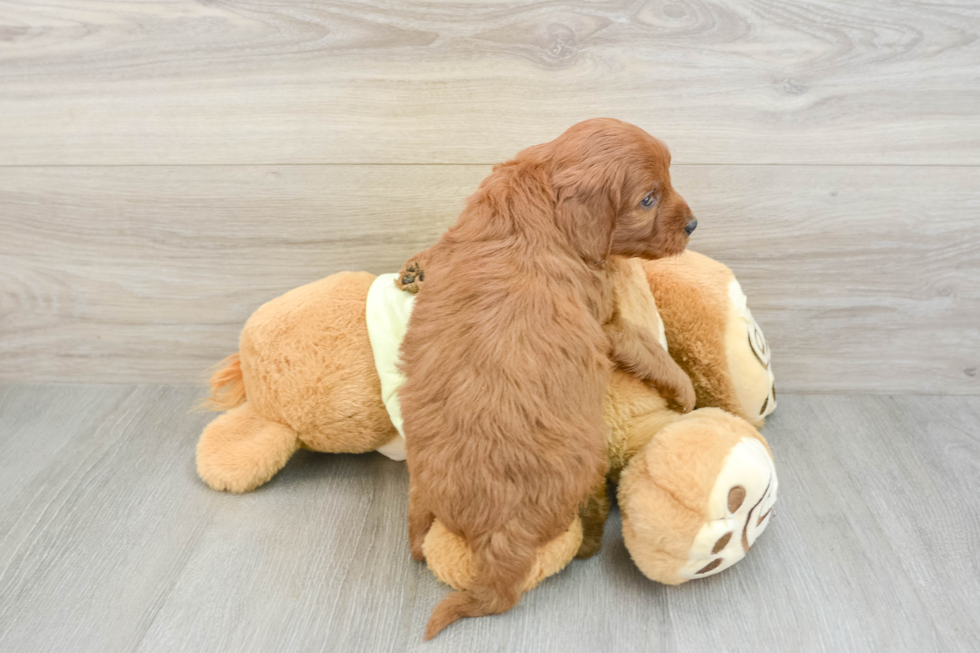 Mini Goldendoodle Pup Being Cute