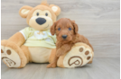 Hypoallergenic Mini Goldiepoo Poodle Mix Puppy