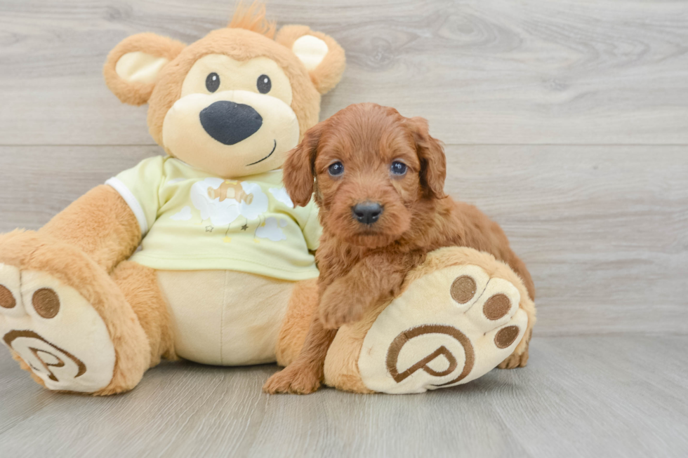 Hypoallergenic Mini Goldiepoo Poodle Mix Puppy
