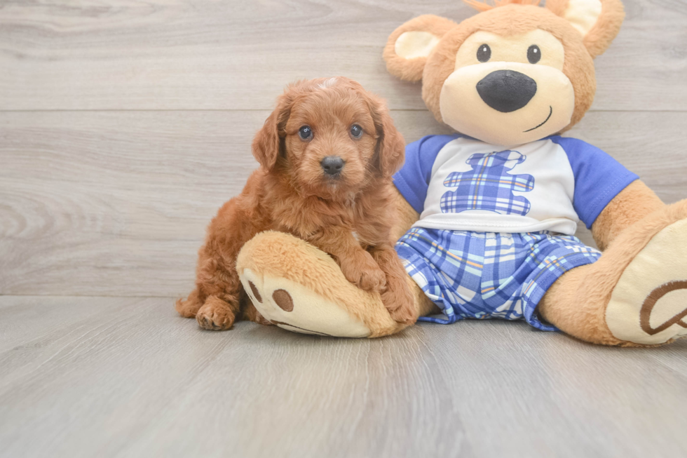 Meet Eli - our Mini Goldendoodle Puppy Photo  2/3 - Premier Pups Energetic Golden Doodle Poodle Mix Puppy