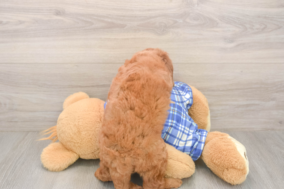 Meet Eli - our Mini Goldendoodle Puppy Photo  3/3 - Premier Pups Cute Mini Goldendoodle Baby