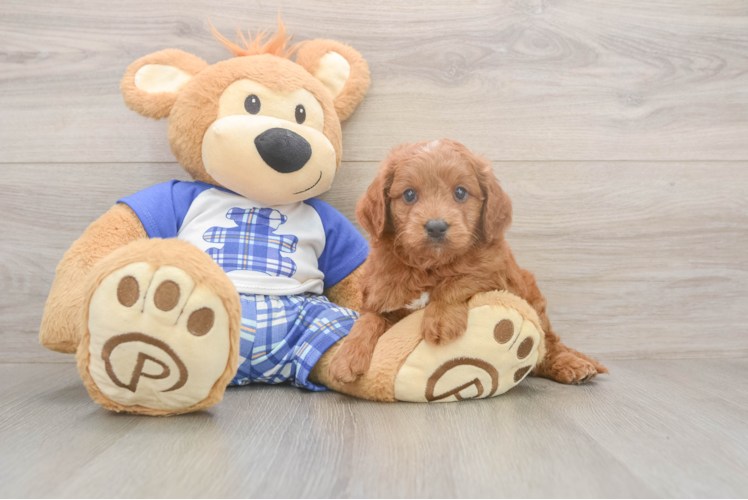 Mini Goldendoodle Puppy for Adoption