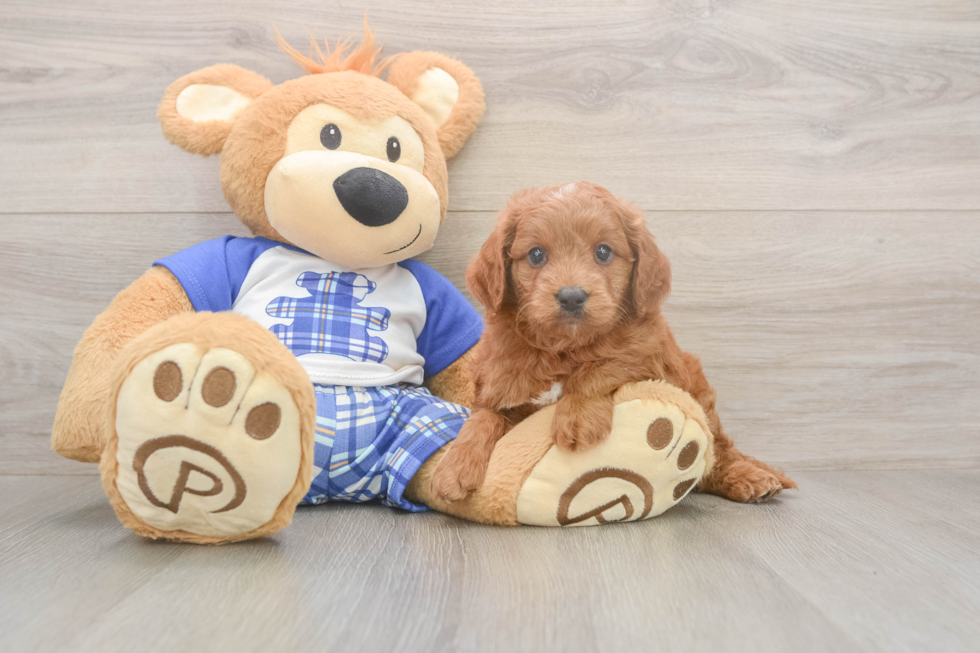 Meet Eli - our Mini Goldendoodle Puppy Photo  1/3 - Premier Pups Mini Goldendoodle Puppy for Adoption