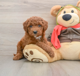 7 week old Mini Goldendoodle Puppy For Sale - Premier Pups