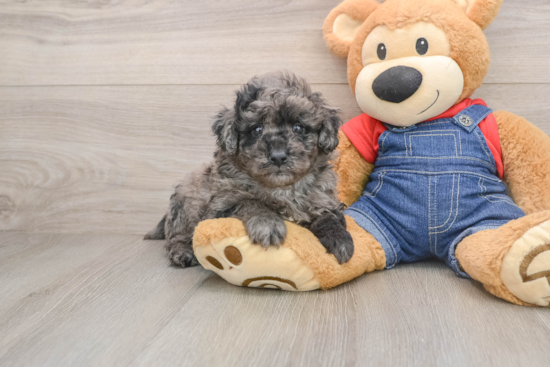 Happy Mini Goldendoodle Baby