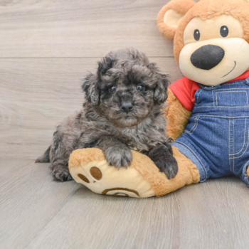 Happy Mini Goldendoodle Baby