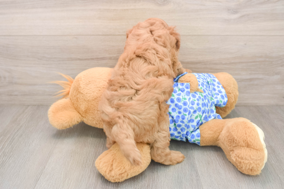 Playful Mini Groodle Poodle Mix Puppy