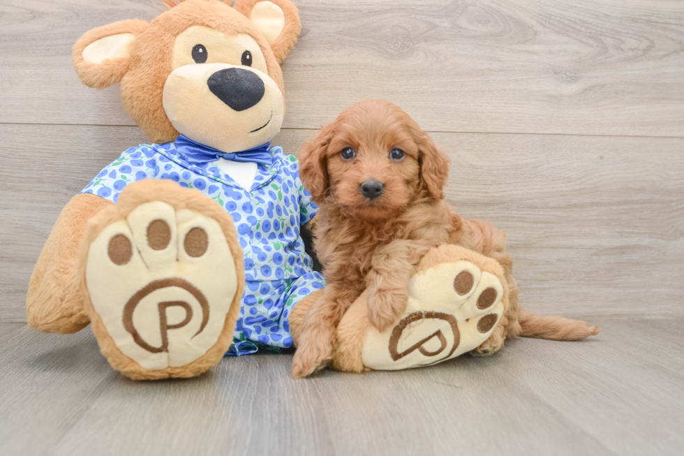 Best Mini Goldendoodle Baby