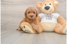 Mini Goldendoodle Pup Being Cute