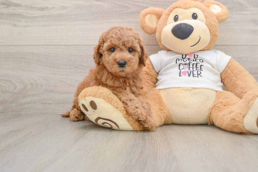 Mini Goldendoodle Pup Being Cute
