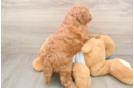 Popular Mini Goldendoodle Poodle Mix Pup