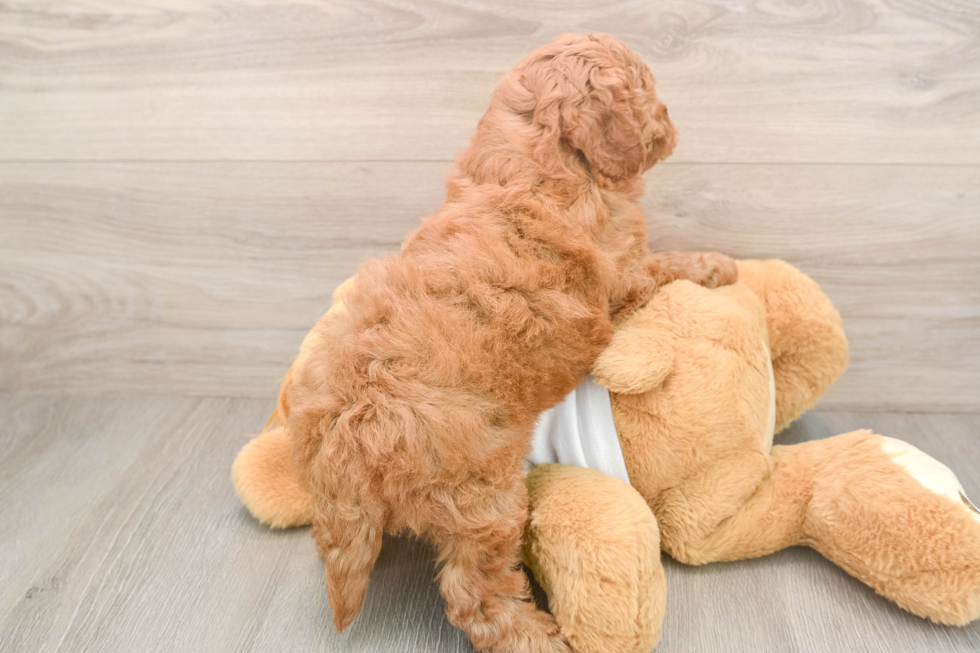 Popular Mini Goldendoodle Poodle Mix Pup