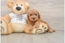 Popular Mini Goldendoodle Poodle Mix Pup