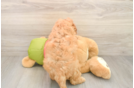 Mini Goldendoodle Puppy for Adoption