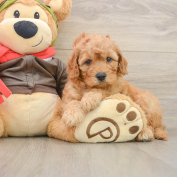 Energetic Golden Doodle Poodle Mix Puppy