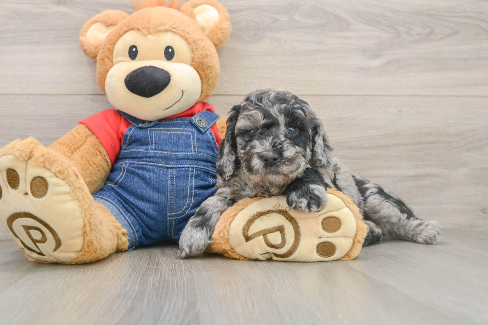 Mini Goldendoodle Puppy for Adoption