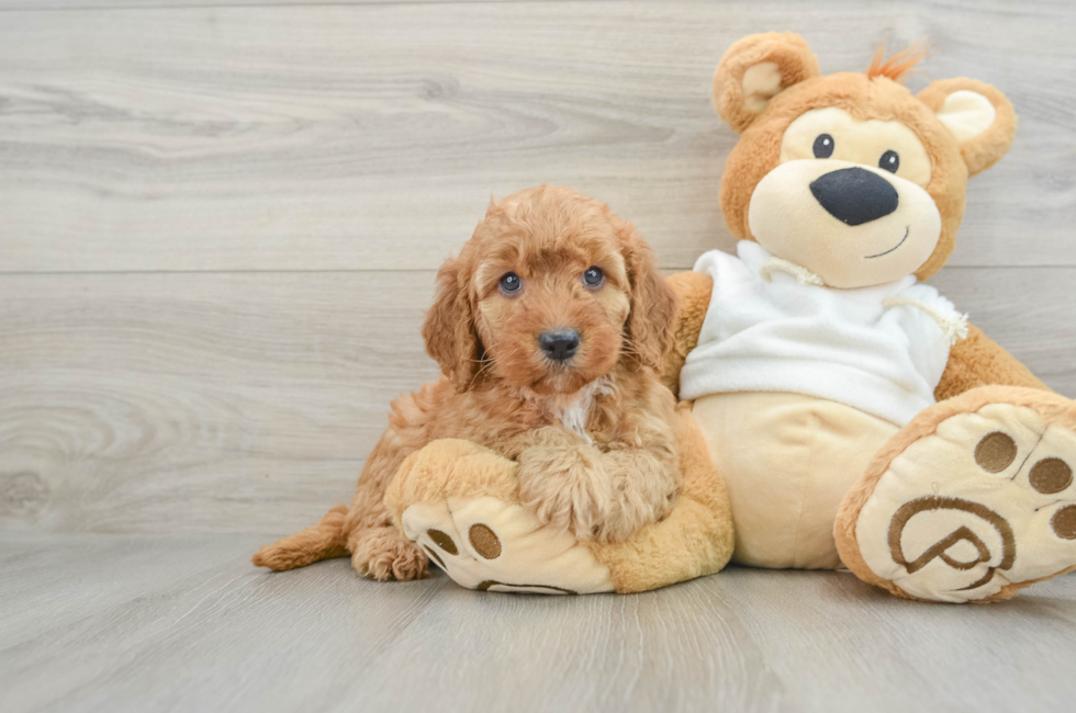 9 week old Mini Goldendoodle Puppy For Sale - Premier Pups