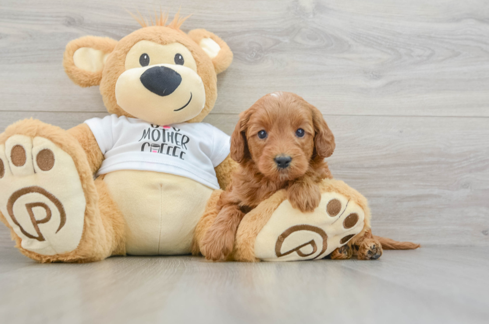 5 week old Mini Goldendoodle Puppy For Sale - Premier Pups