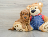 7 week old Mini Goldendoodle Puppy For Sale - Premier Pups