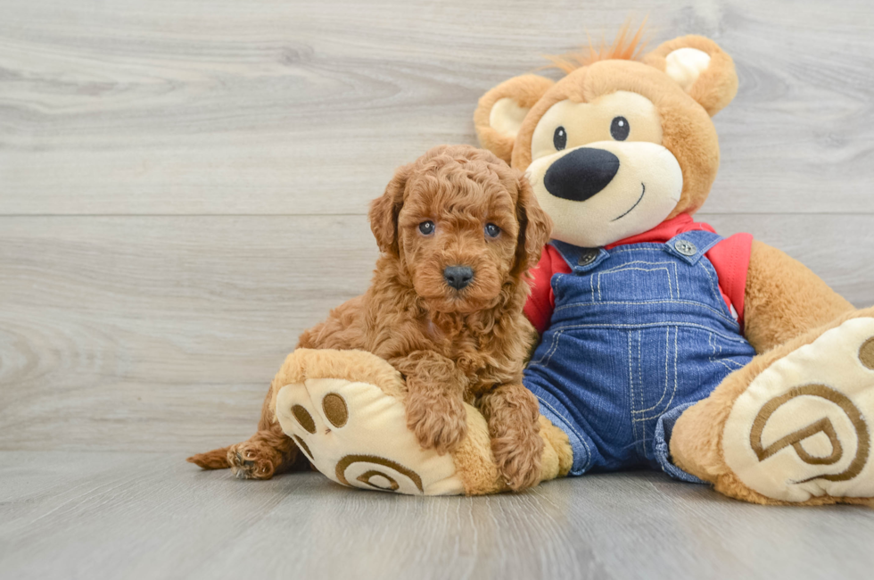 6 week old Mini Goldendoodle Puppy For Sale - Premier Pups