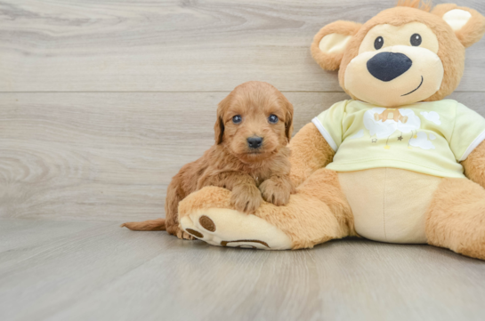 Mini Goldendoodle Puppy for Adoption