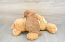Energetic Golden Doodle Poodle Mix Puppy