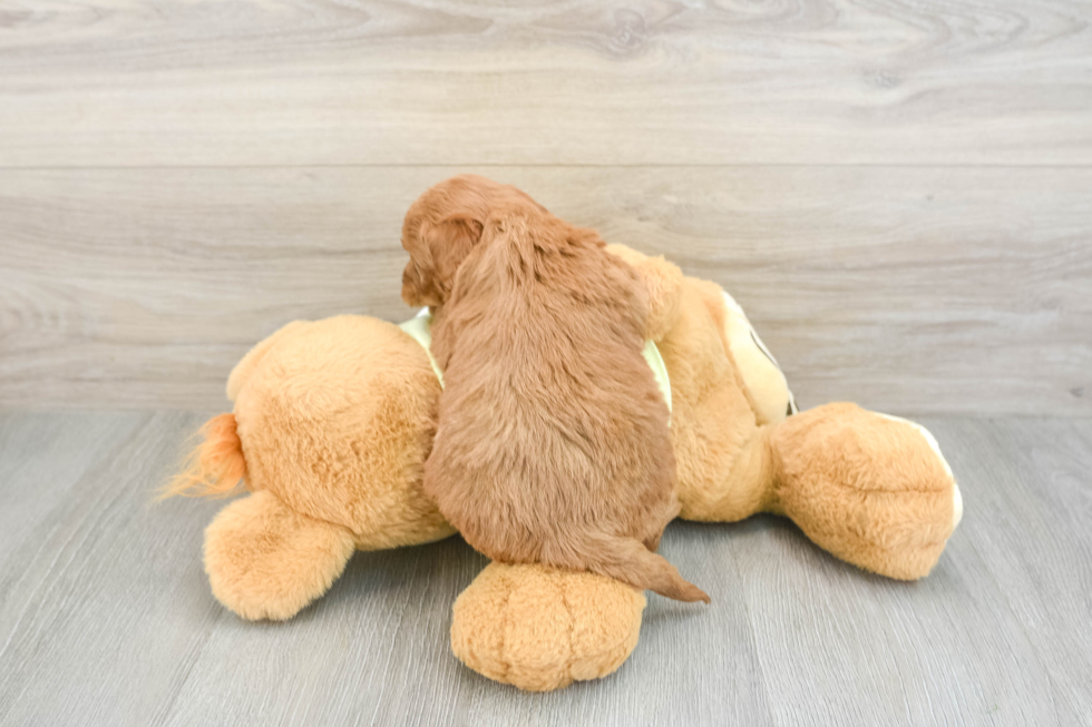 Energetic Golden Doodle Poodle Mix Puppy