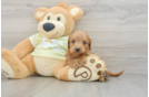 Playful Mini Groodle Poodle Mix Puppy