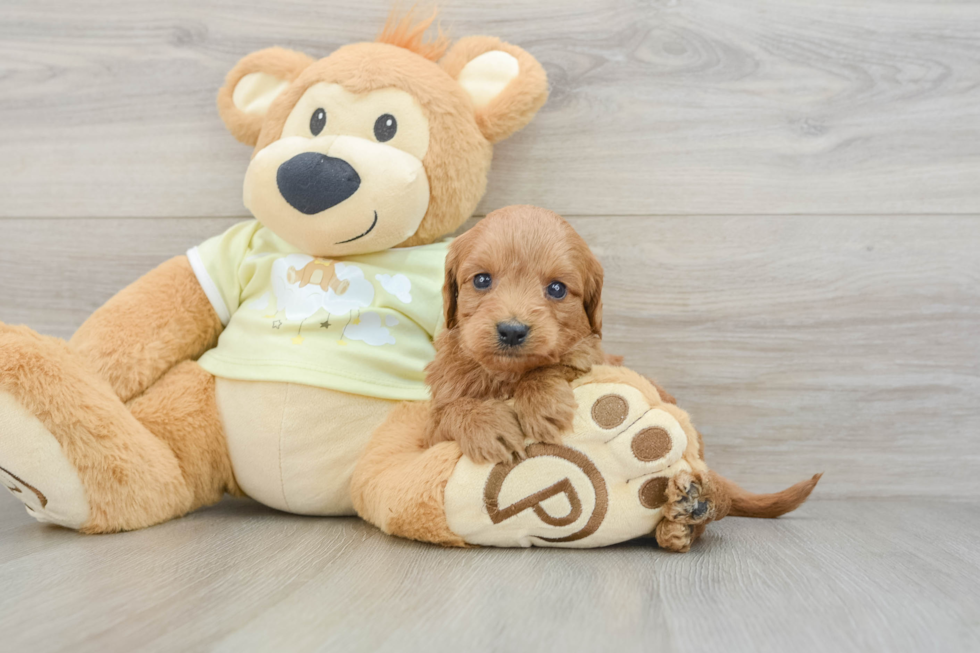 Playful Mini Groodle Poodle Mix Puppy