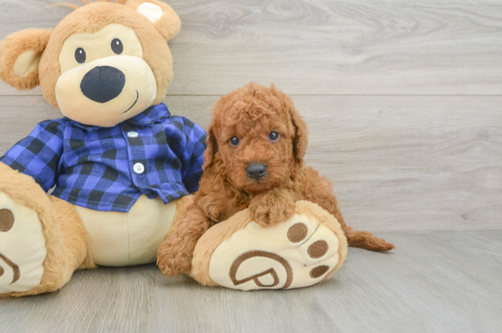 5 week old Mini Goldendoodle Puppy For Sale - Premier Pups