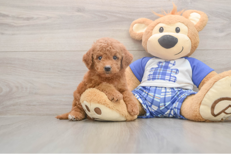 Mini Goldendoodle Puppy for Adoption