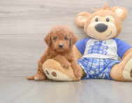 6 week old Mini Goldendoodle Puppy For Sale - Premier Pups