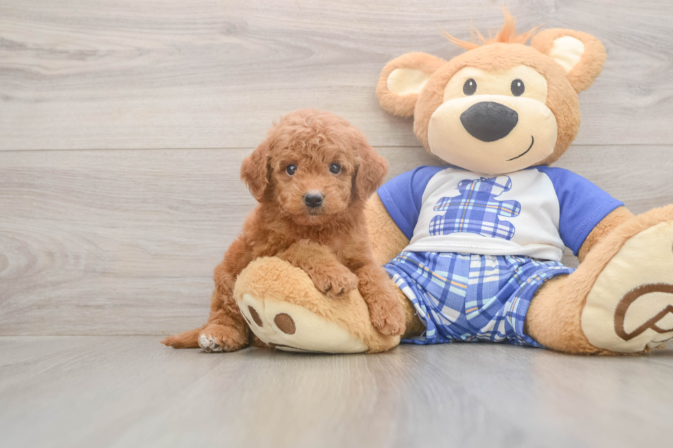 Meet Elon - our Mini Goldendoodle Puppy Photo  1/3 - Premier Pups Mini Goldendoodle Puppy for Adoption