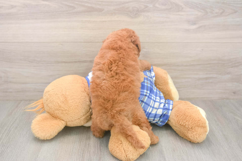 Meet Elon - our Mini Goldendoodle Puppy Photo  3/3 - Premier Pups Best Mini Goldendoodle Baby