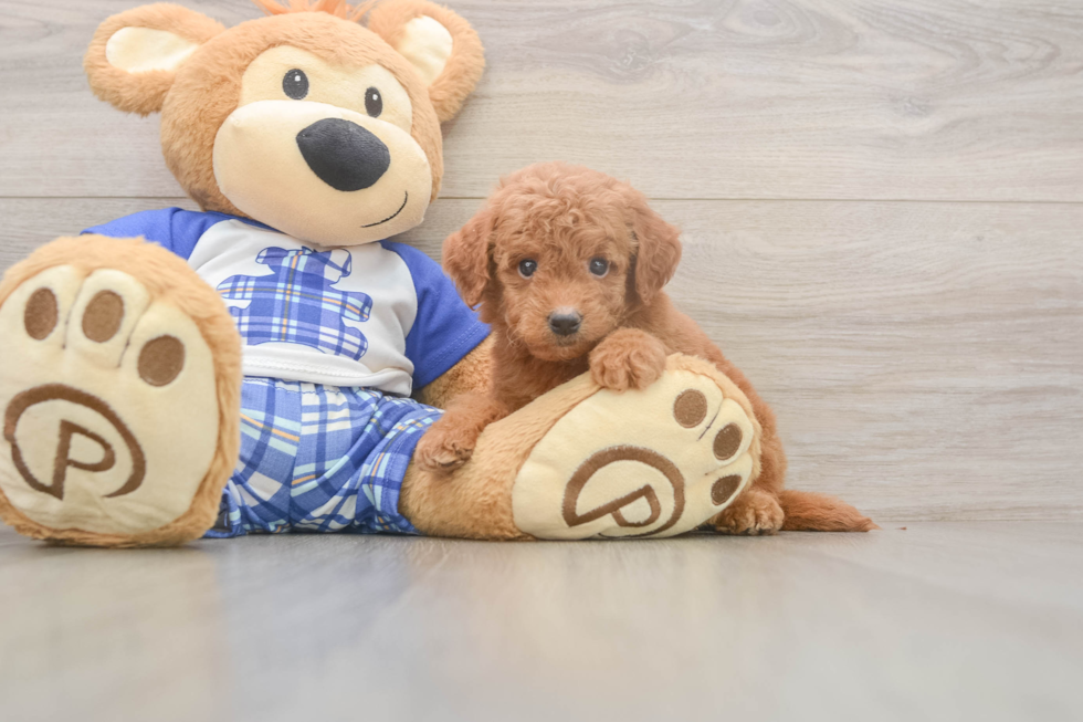 Meet Elon - our Mini Goldendoodle Puppy Photo  2/3 - Premier Pups Best Mini Goldendoodle Baby