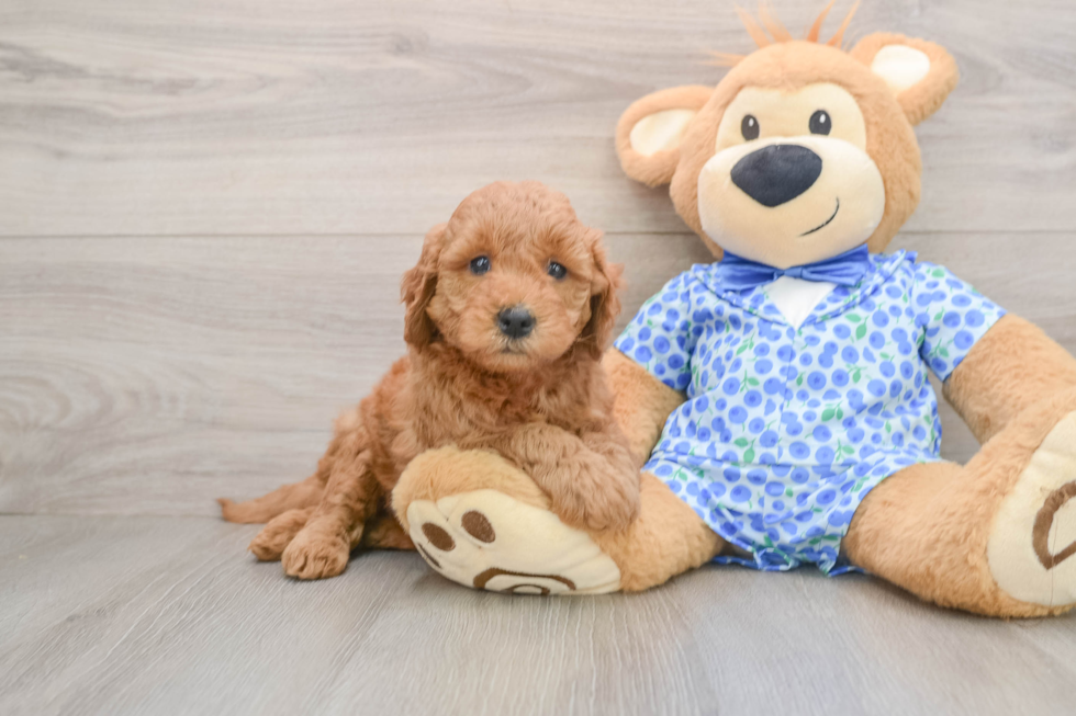 Best Mini Goldendoodle Baby