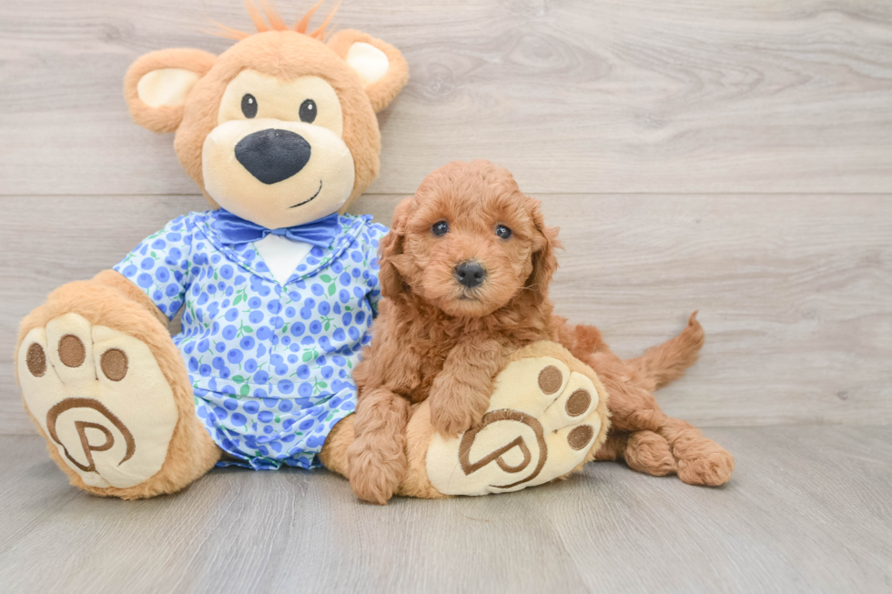 Mini Goldendoodle Pup Being Cute