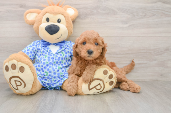 Mini Goldendoodle Pup Being Cute