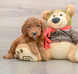 7 week old Mini Goldendoodle Puppy For Sale - Premier Pups