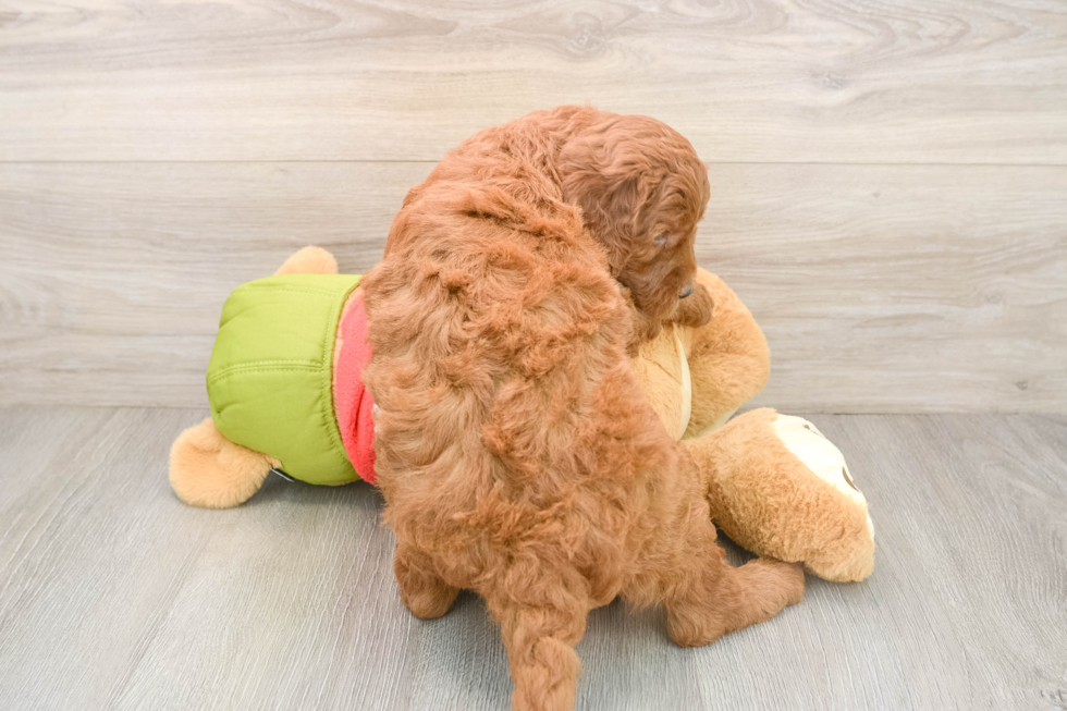 Mini Goldendoodle Puppy for Adoption