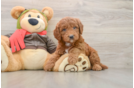 Mini Goldendoodle Puppy for Adoption