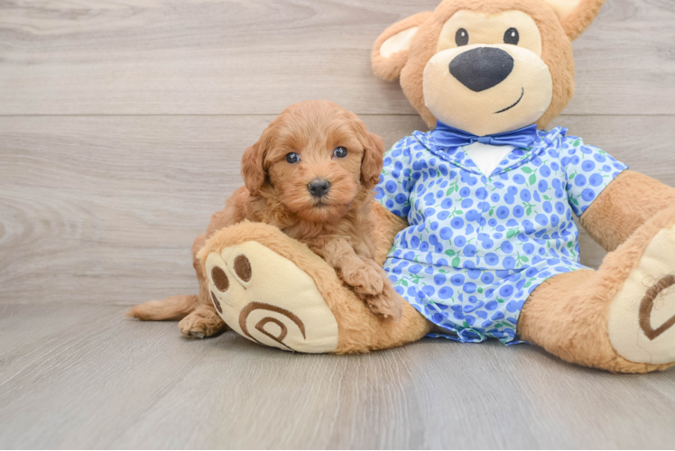 Best Mini Goldendoodle Baby