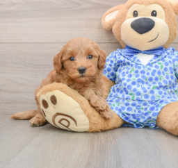 7 week old Mini Goldendoodle Puppy For Sale - Premier Pups