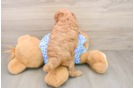 Best Mini Goldendoodle Baby