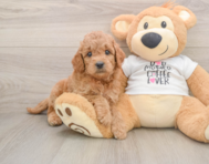 7 week old Mini Goldendoodle Puppy For Sale - Premier Pups