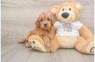 Mini Goldendoodle Pup Being Cute