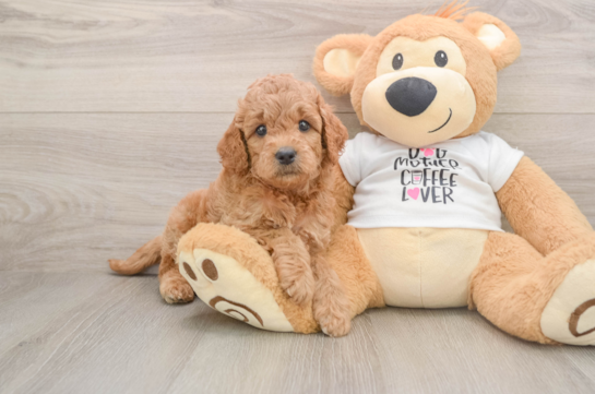 Mini Goldendoodle Pup Being Cute