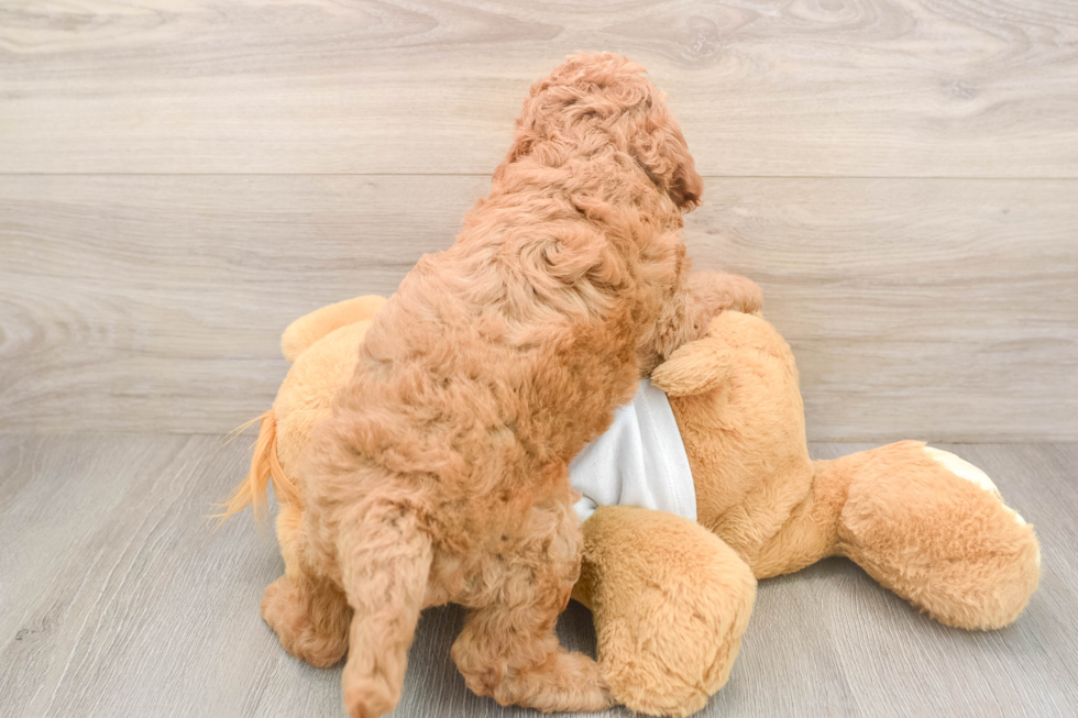 Cute Mini Goldendoodle Baby