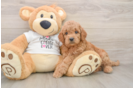 Mini Goldendoodle Pup Being Cute