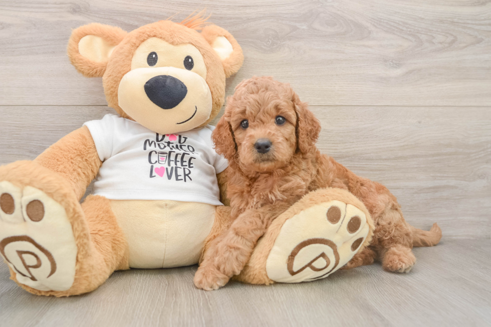 Mini Goldendoodle Pup Being Cute